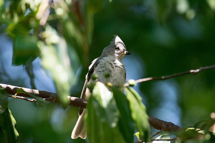 gray and white bird perched on tree