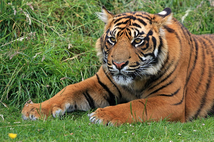 Bengal Tiger Laying in Green Grass at Daytime