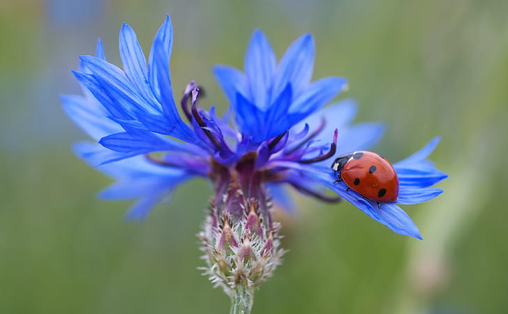 selective focus photo of a ladybug on blue flower