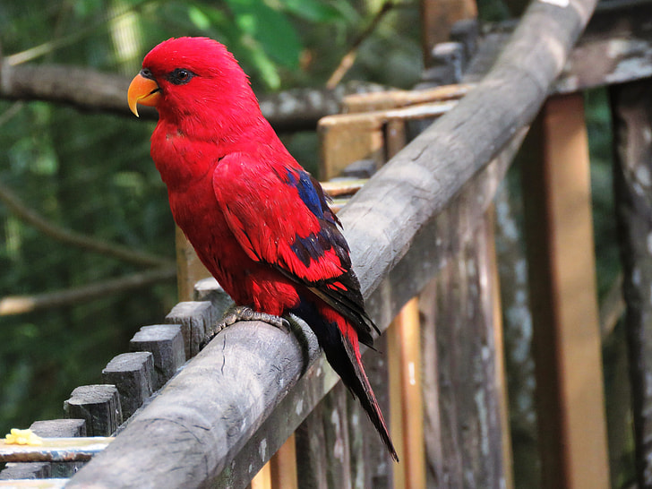 female eclectus parrot perched on wooden fence