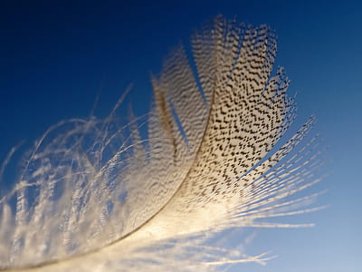 micro photography of brown feather