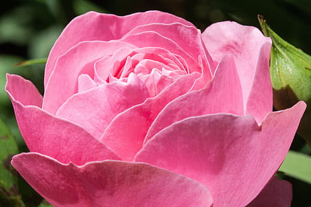 pink rose flower in closeup photography