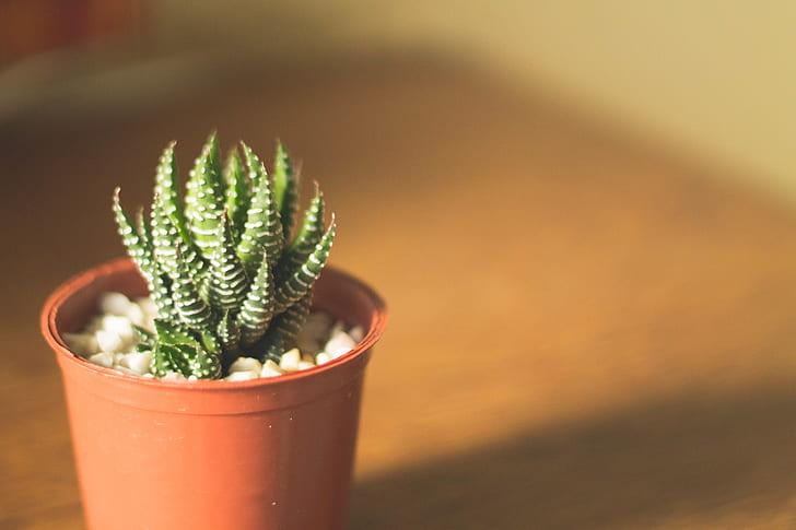 selective focus photography of succulent plant with pot