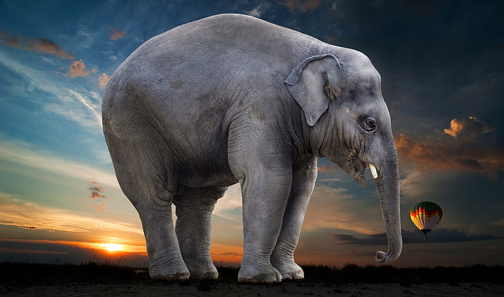 grey elephant stands on green grass field under blue sky