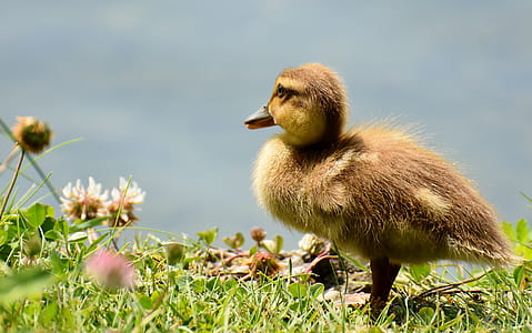 photo of yellow duckling on green grass field