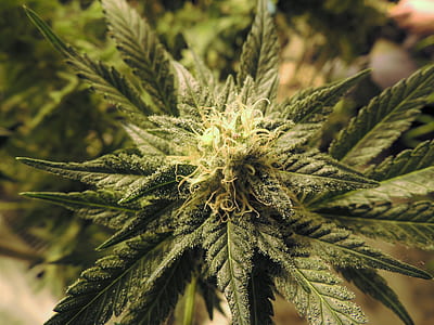cannabis plant in closeup photo