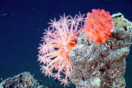 photo of red sea coral