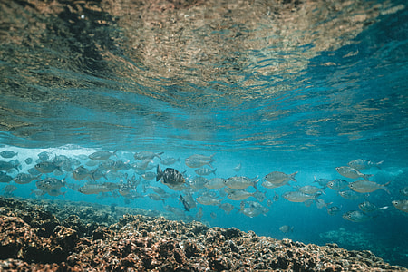 school of grey fish swimming near coral