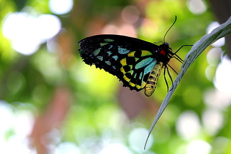 Blue Black Yellow Butterfly