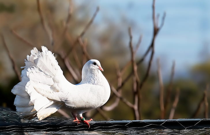 shallow focus photography of white fan tail pigeon