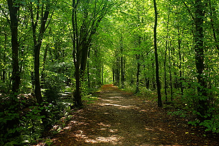 pathway between green leaf tree