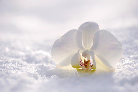 white moth orchid flower in snow