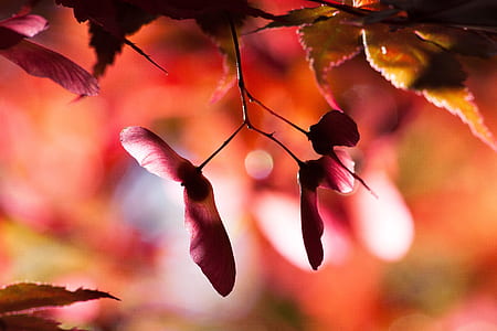 selective focus photography of pink leaves