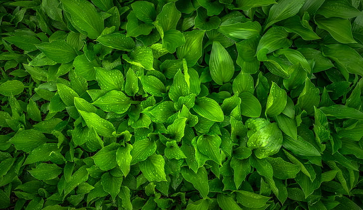 green leaf plant in closeup photography