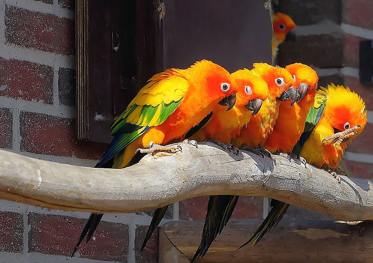five orange-and-green birds