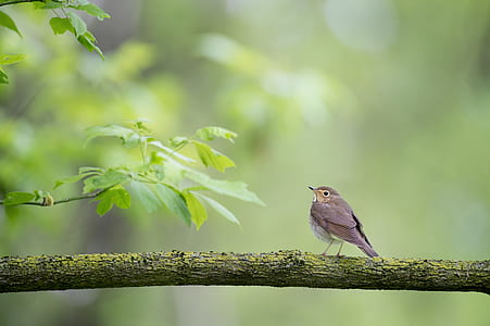 shallow focus photography of a bird on branch
