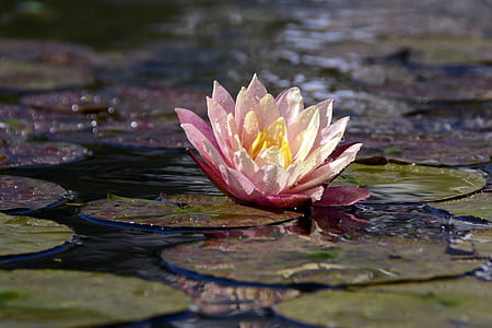 pink lily on body of water during daytime