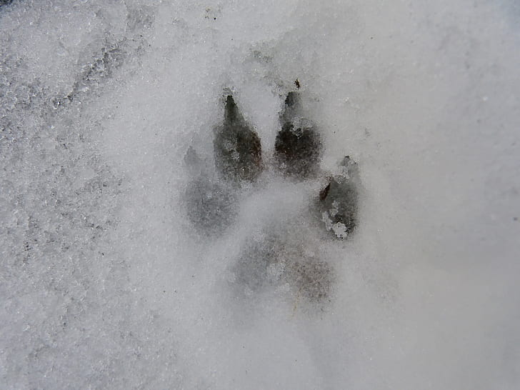 dog paw print on snow during daytime