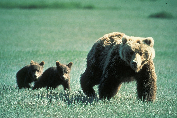 photo of brown bear near grass field