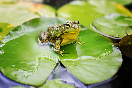 shallow focus photography of green frog
