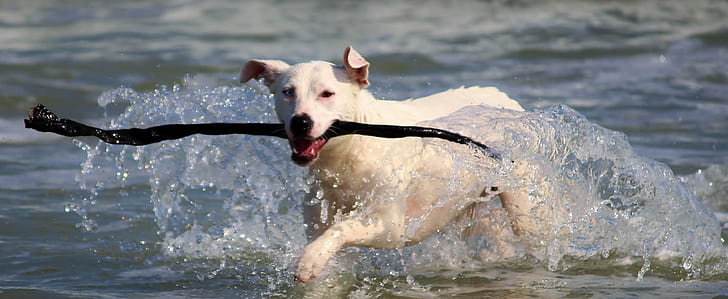 short-coated white dog running on ocean shore during daytime