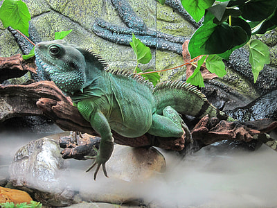 iguana on tree