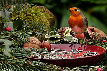 red and gray bird on red plate with nuts