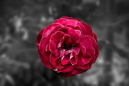 selective color photography of red camellia flower