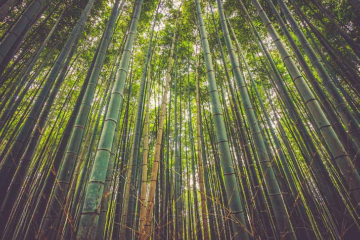 low angle of green bamboo forest