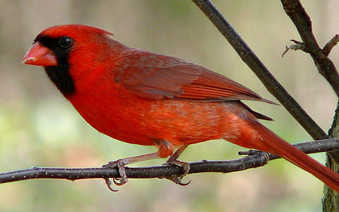 cardinal bird on brown tree branch