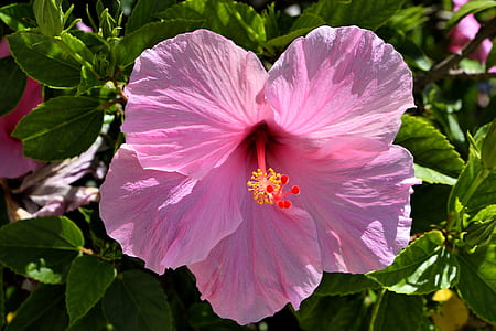 photo of pink Hibiscus flower