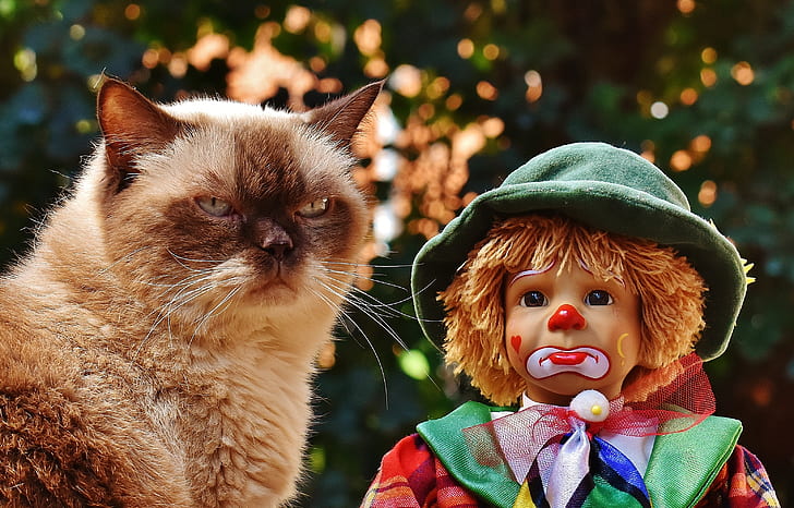 short-coated brown cat beside sad clown doll