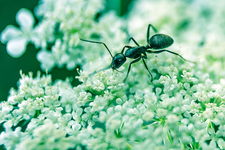 selective focus photo of carpenter ant on white flowers