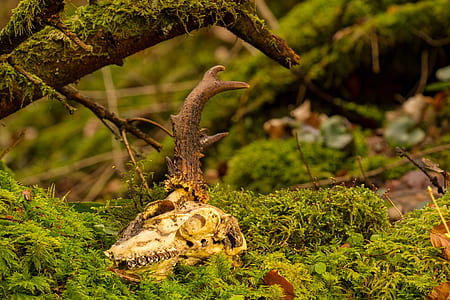 brown animal skull on green grass