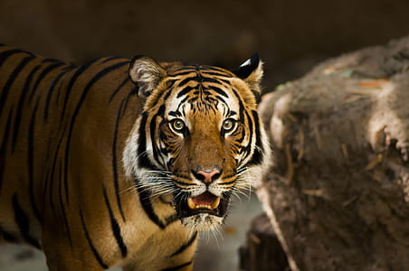 Wildlife photography of Bengal tiger