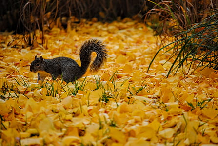 gray squirrel in shallow focus photography