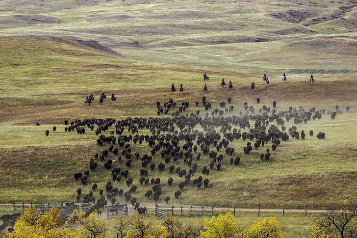 Herd of Buffalo Raging