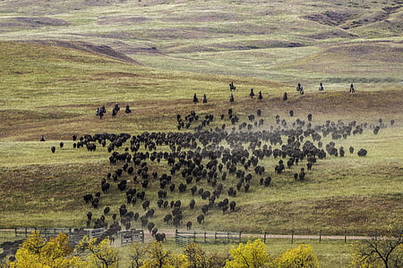 Herd of Buffalo Raging