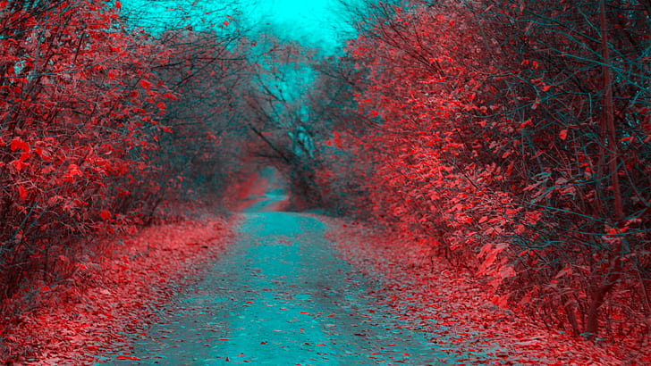 road between red trees during daytime