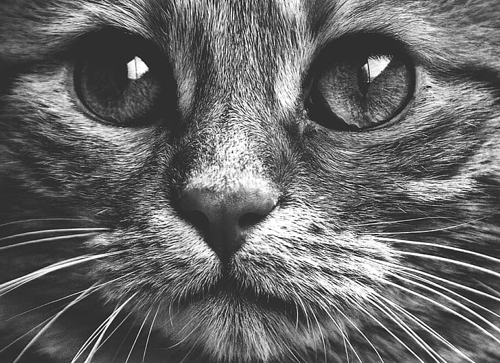 macro photograpy of gray cat