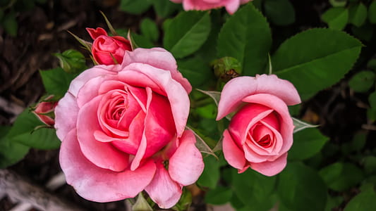 closeup photography of two pink Rose flowers