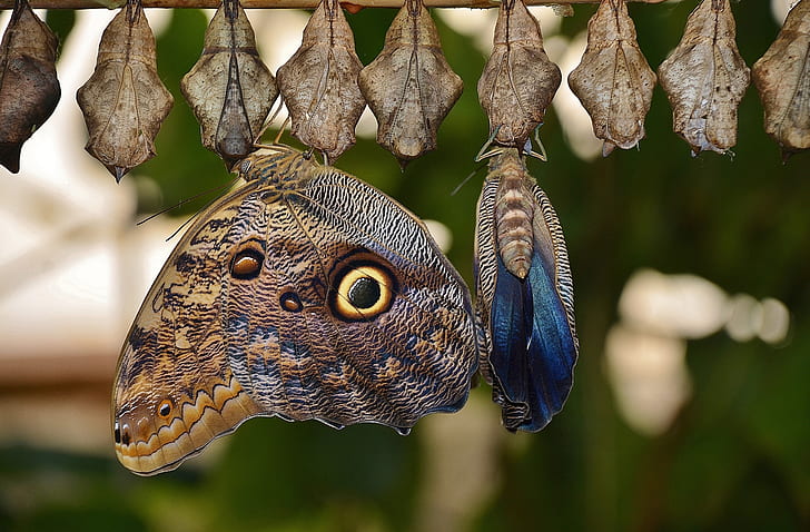 brown and black owl butterfly perched on cocoon at daytime