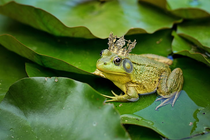 green frog on waterlily