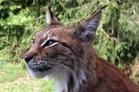 photo of brown lynx