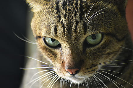 close-up photo of gray tabby cat