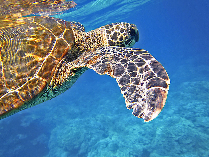 selective focus photography of turtle swimming under the sea