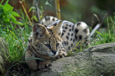 serval cat lying beside grass