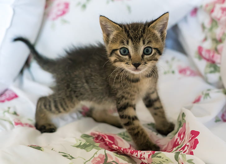 gray tabby kitten on white and pink floral textile