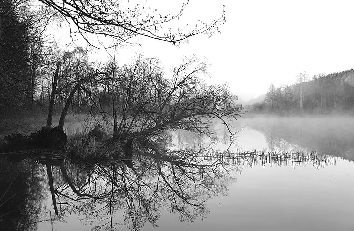grayscale photo of pond