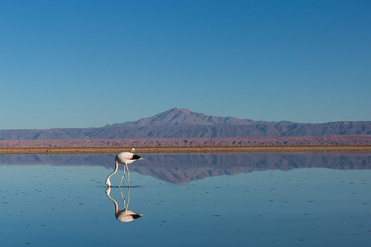 white flamingo standing on body of water